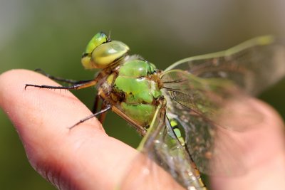 Quel bonheur pour moi de pouvoir la photographier d'aussi prs!!