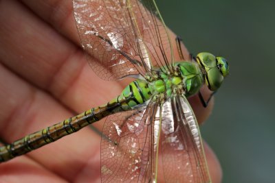 Native during the night, this pretty aeschne is clinging on to my finger for drying its wings