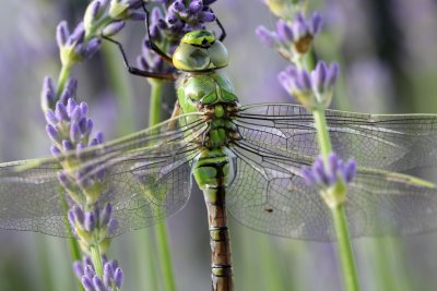 ... et je l'ai pos sur une fleur de lavande pour qu'elle puisse prendre son envol Good luck little dragonfly!