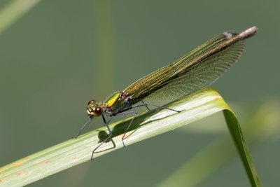 Leste vert