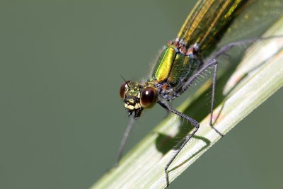 Leste vert portrait
