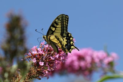 Machaon dans mon jardin - Swallowtail in my garden