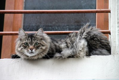 Il faut que je perde du poids! - I want to lose some weight absolutely!
