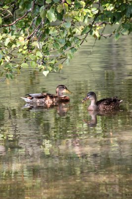 IMG_2294