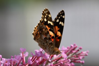 Belle-Dame - Painted lady  butterfly