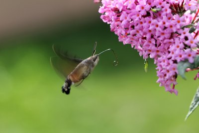 Moro-sphynx en vol - Hawk moth in flight