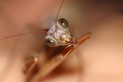 Jai dcouvert cette petite mante brune qui stait rfugie dans notre garage,  labri du froid. 