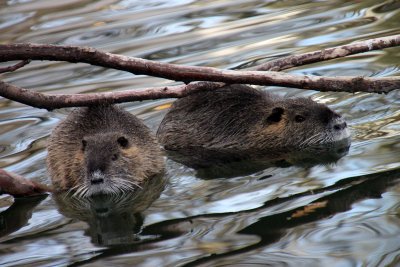 I've the pleasure to present you Mum and Dad Coypu