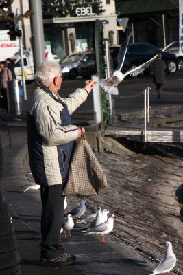 Nourrissage des mouettes 