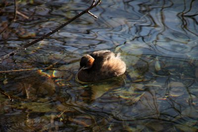 Bb poule d'eau - Moorhen's chick