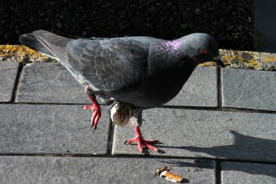 Intrigue par ce pigeon qui botait, j'ai braqu mon objectif pour immortaliser la ponte de son oeuf