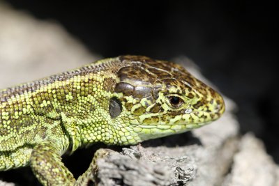 Ce jeune lzard a pris la pose quelques instants, juste le temps  de faire ce portrait