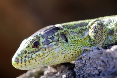 What can you see in the eye of this lezard ??... My refection when I shot this little guy!