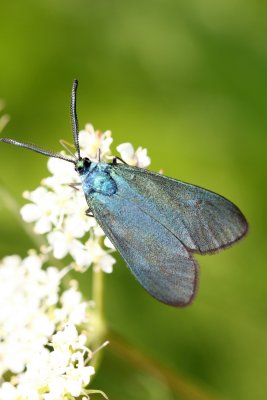 De la famille des Zygnes, la Turquoise, petit papillon de nuit de 18  22 mm d'envergure vole surtout... le jour