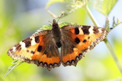 J'ai surpris cette Petite Tortue bien affaire  pondre ses oeufs - I have seen this small Tortoiseshell  laying on a  leave. 