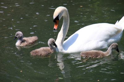 Maman cygne veille sur sa progniture