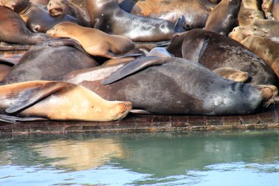 Pier 39 and its famous sea-lions