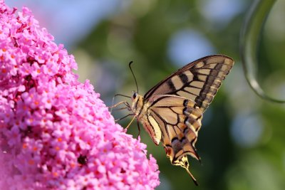 Un machaon dans mon jardin -  A swallowtail in my garden