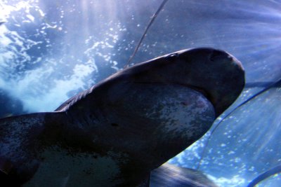 Dans l'Aquarium bay et juste au-dessus de nos ttes rdent les dents de la mer