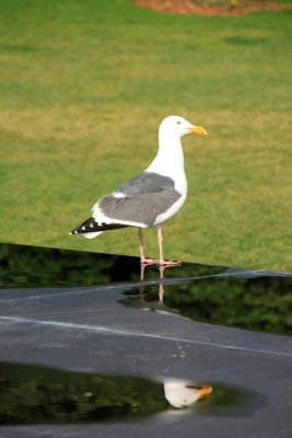 Reflet d'une petite mouette rieuse