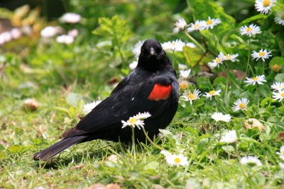 Le carouge  paulettes rouges