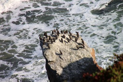 Le rocher aux plicans
