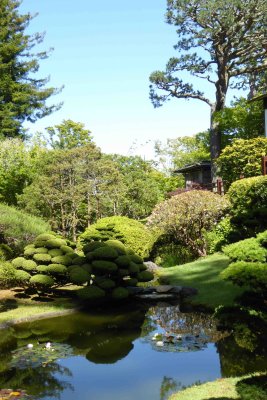 The Japan Garden in the Golden Gate Park