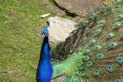 Peacock making the wheel