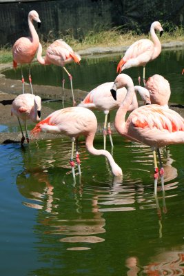 Flamingos in the zoo 