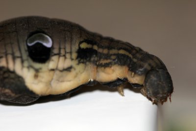 Chenille du grand sphynx de la vigne appele grand pourceau pour la forme de sa tte ressemblant  un groin