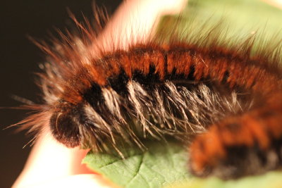 Catterpillar of Phragmatobia Fuliginosa