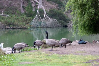 Stow lake in the Golden Gate Park