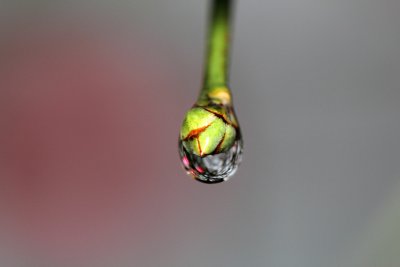 IMG_0335