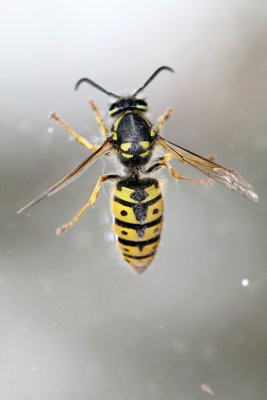 A wasp on my window