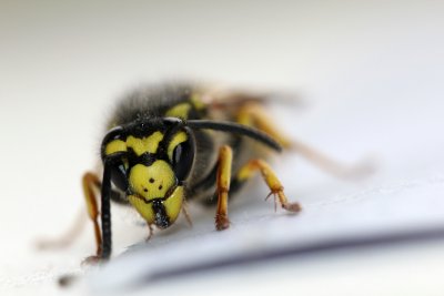 Portrait de gupe - Portrait of a wasp
