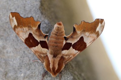 D'une envergure de 60  70 mm le Sphynx du tilleul est un papillon nocturne