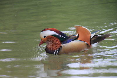 Un canard mandarin dans l'Englischer Garten 