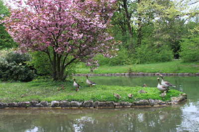 The Englischer Garten in all its wild beauty!