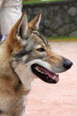 Je m'appelle Jessy, je suis un chien-loup tchcoslovaque de 1 an