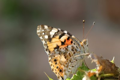 A Painted Lady is taking a sunbath in the end of the afternoon