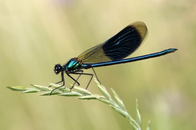 Caloptéryx splendens