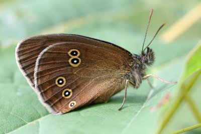 D'une envergure de de 4,5  5cm le Tristan est un papillon  rpandu qui vole de juin  juillet dans les gramines sa plante-hte