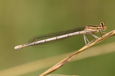 Agrion à larges pattes immature