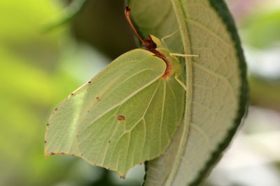 Mimtisme parfait pour ce citron qui par sa forme et sa couleur se confond dans son environnement