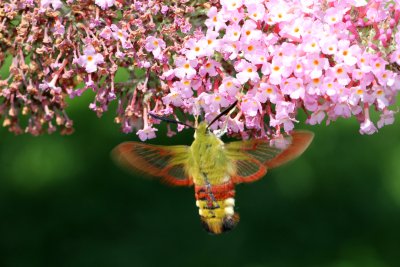 Un sphinx gaz (Hemaris fuciformis) butinant les fleurs de mon buddleia