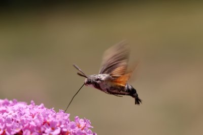 Moro sphinx butinant un buddleia - Hawk-moth gathering pollen