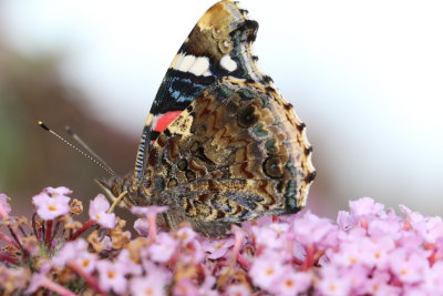 Vulcain les ailes refermes - Red Admiral closed wings