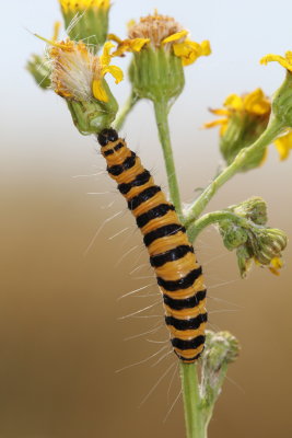 Chenille de Tyria Jacobaeae sur sneon - Caterpillar of a Cinnabar moth