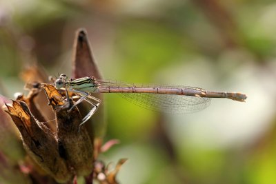 Agrion à larges pattes mature femelle