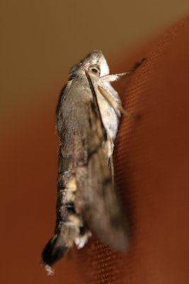 Moro sphinx dans ma vranda - Humming bird hawk moth 